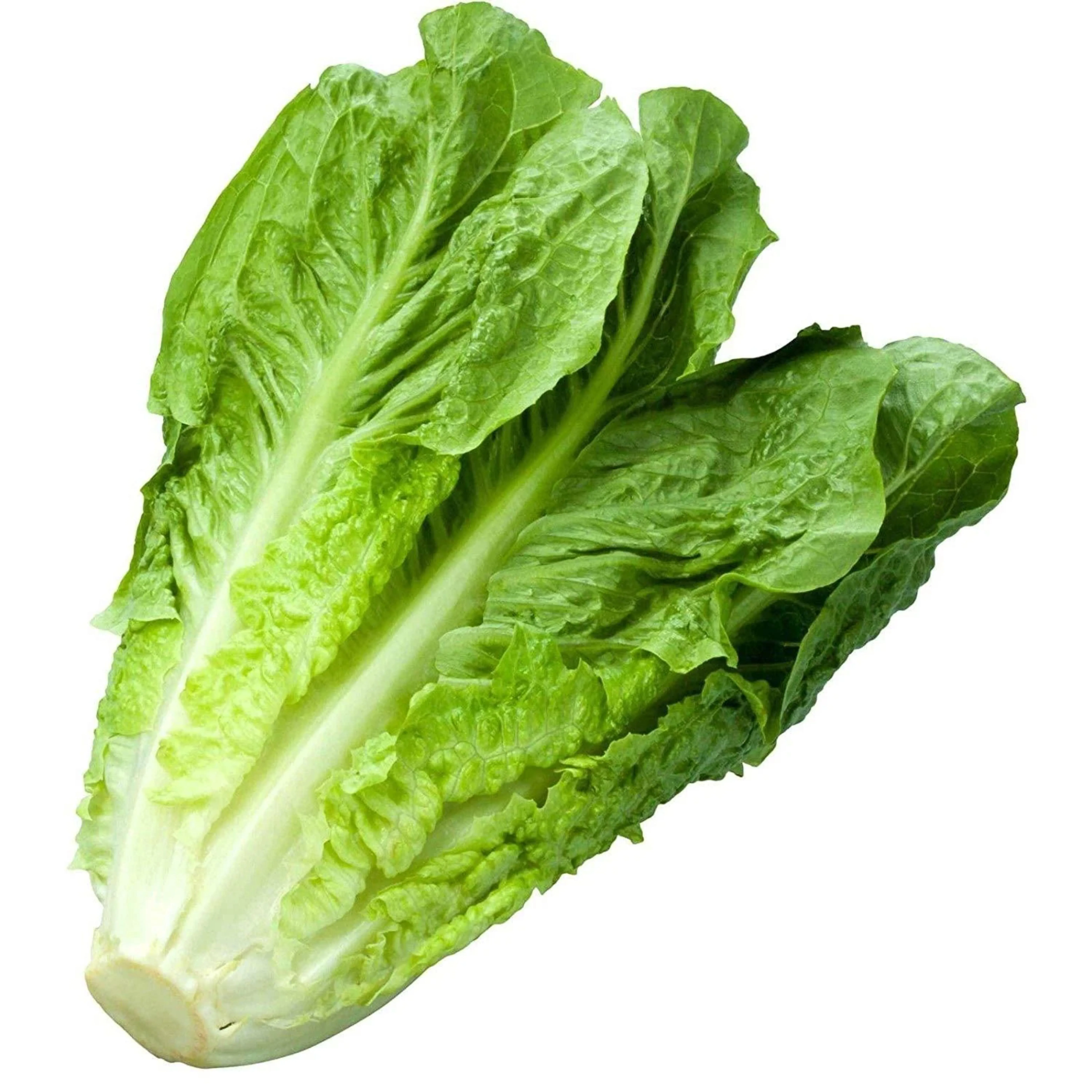 Lechuga Orejona, Larga o lechuga romana
