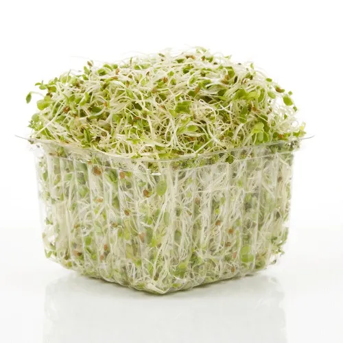 Germinado de Alfalfa