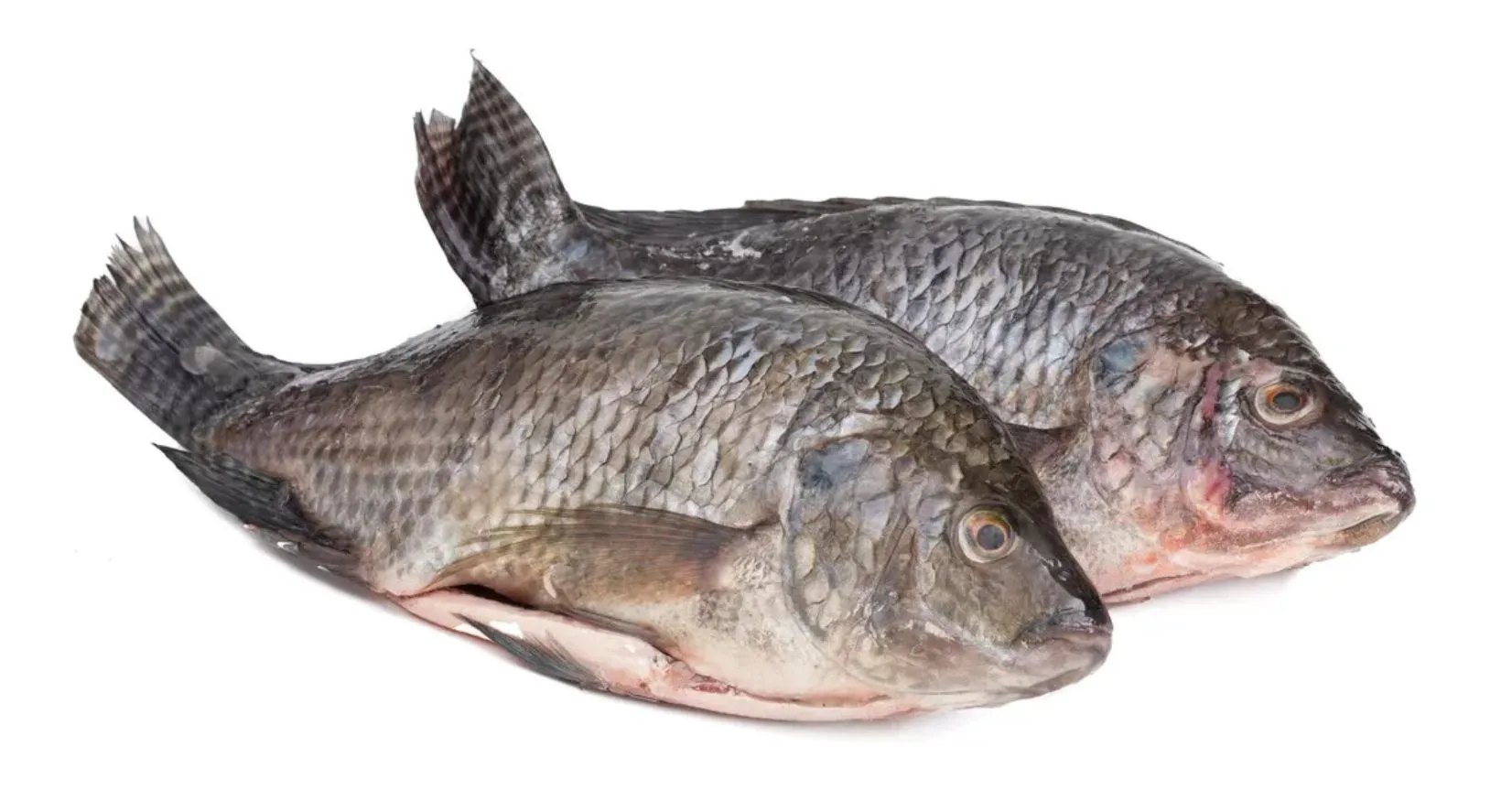 Mojarra entera