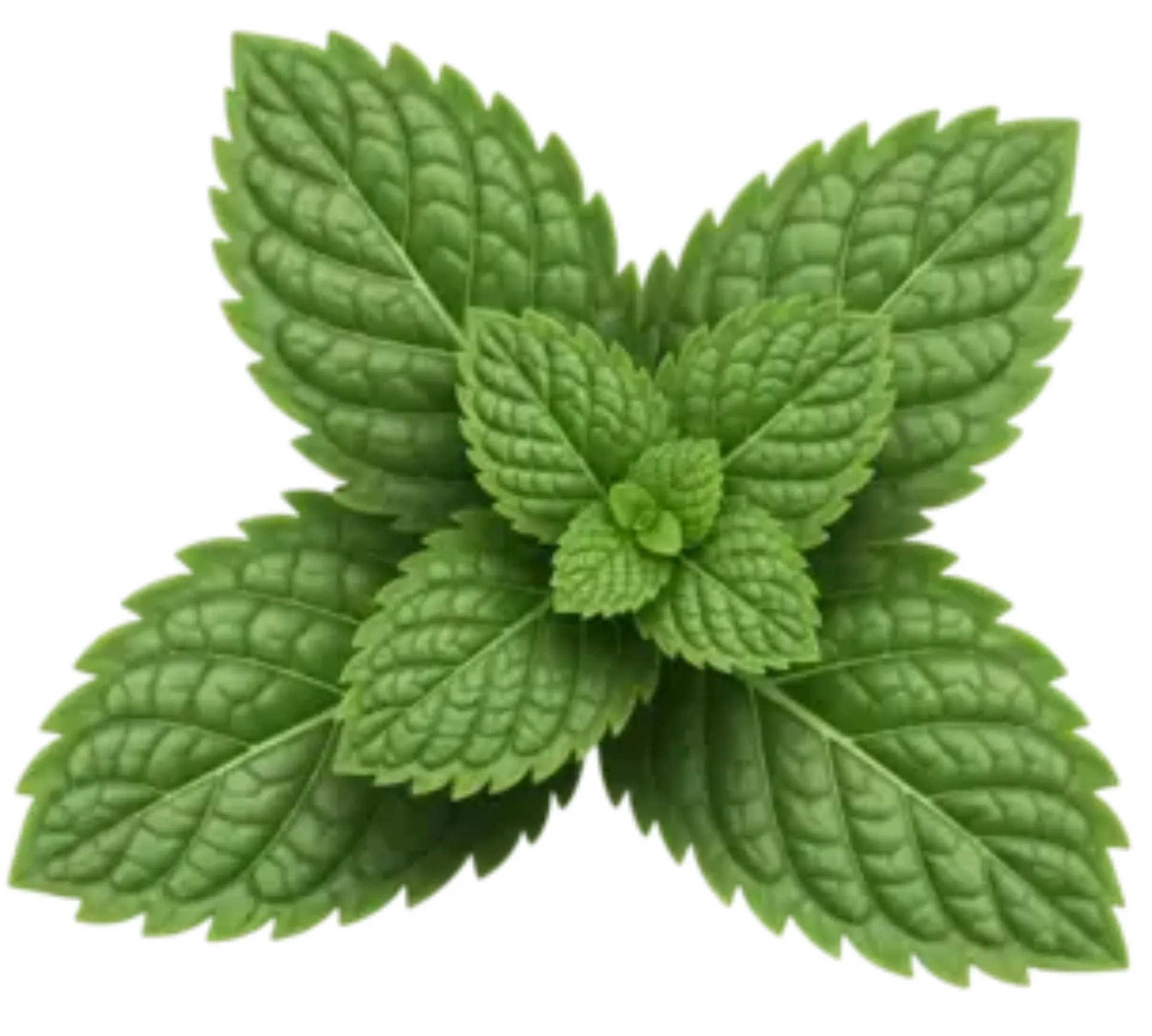 Hierbabuena Orgánica Manojo