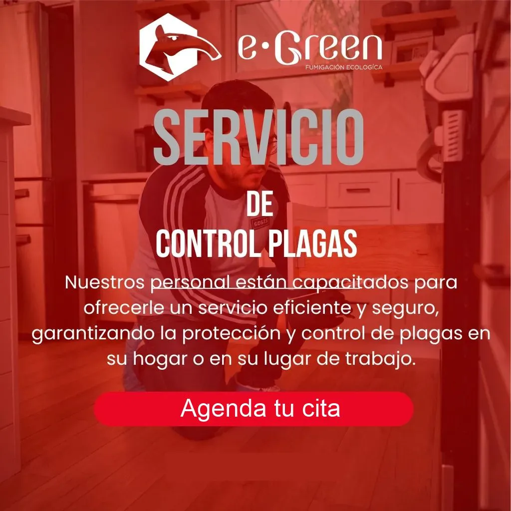 Servicio de Control de Plagas Doméstico